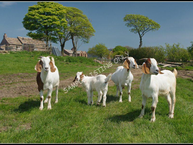 Zambian Live Boer Goats