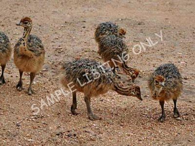 Zambia Ostrich Chicks