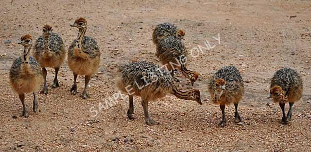 Zambia Guinea Fowls