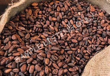 Zambia Cocoa Beans
