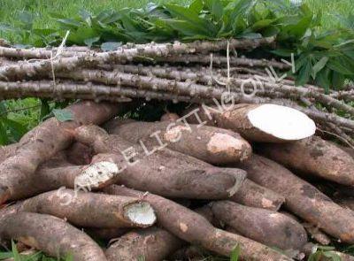 Fresh Zambia Cassava