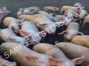 Zambia Healthy Pigs