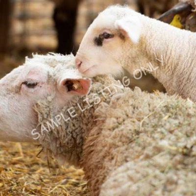 Healthy Zambia Sheep