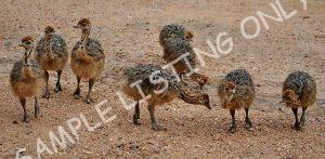 Zambia Guinea Fowls
